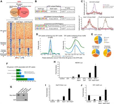 Repurposing the lineage-determining transcription factor Atoh1 without redistributing its genomic binding sites